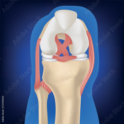 Cruciate ligament, leg bones on a blue background. The structure of the knee joint. Medical design. Vector illustration.
