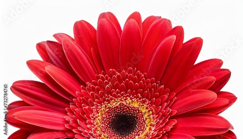 beautiful red gerbera daisy isolated on white background including clipping path