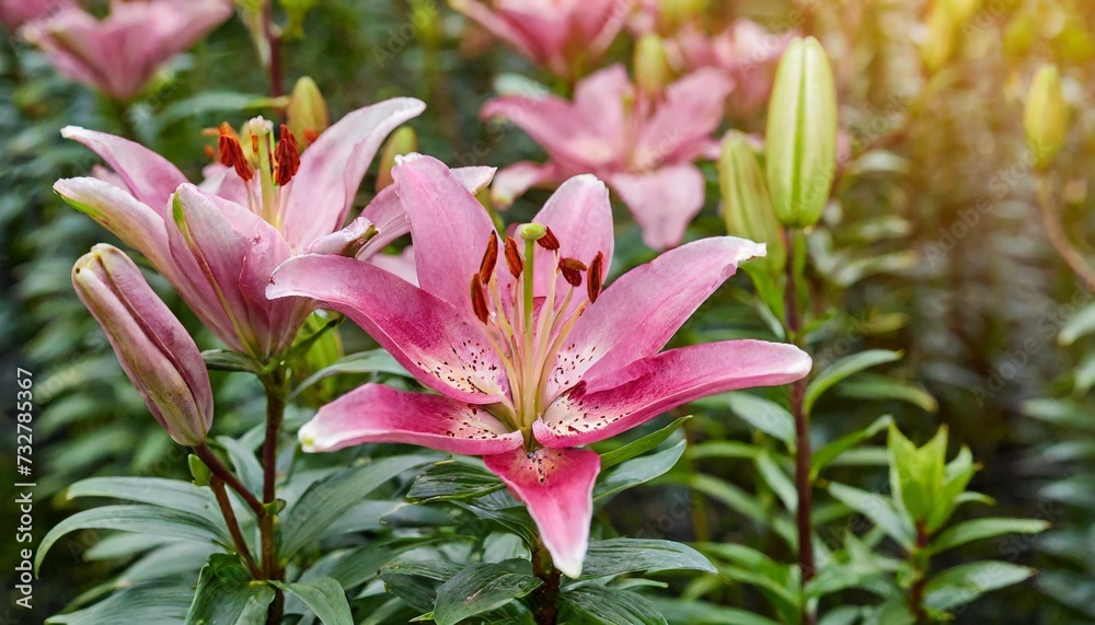 beautiful hybrids pink asiatic lily flowers with green leaf of lilium true lilies the herbaceous flowering plant growing from bulbs