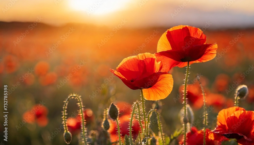 beautiful nature background with red poppy flower poppy in the sunset in the field remembrance day veterans day lest we forget concept - obrazy, fototapety, plakaty 