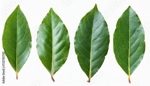 bay leaf set on a white background laurel leaves isolated on a white background