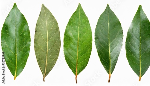 bay leaf set on a white background laurel leaves isolated on a white background photo
