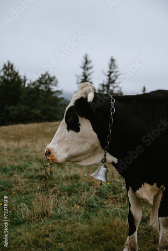 cow