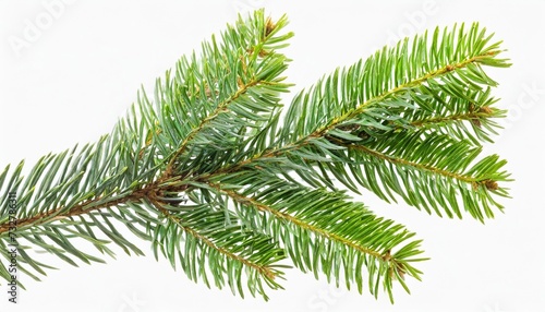 isolated green fir tree branch on white