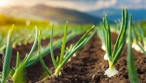 young shoots of onion sevka close up beds with young onions rows of green onions image