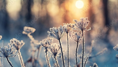 frosted plants in winter forest at sunrise beautiful winter nature background macro image shallow depth of field