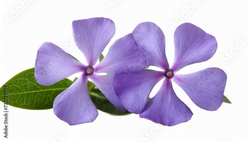 purple flower periwinkle vinca minor isolated on white
