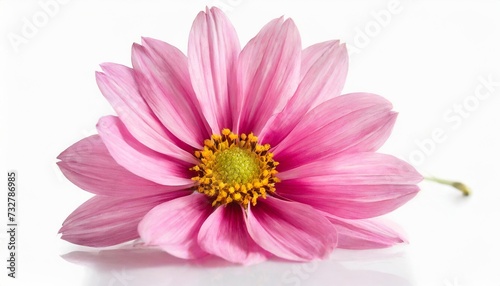 beautiful pink flower isolated on white background © Alexander