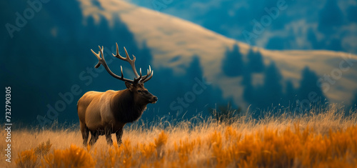 elk in a national park in wyoming