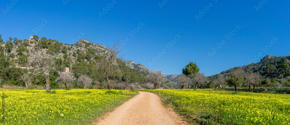 Peaceful Country Road Meandering Through a Blooming Meadow in the Mountains