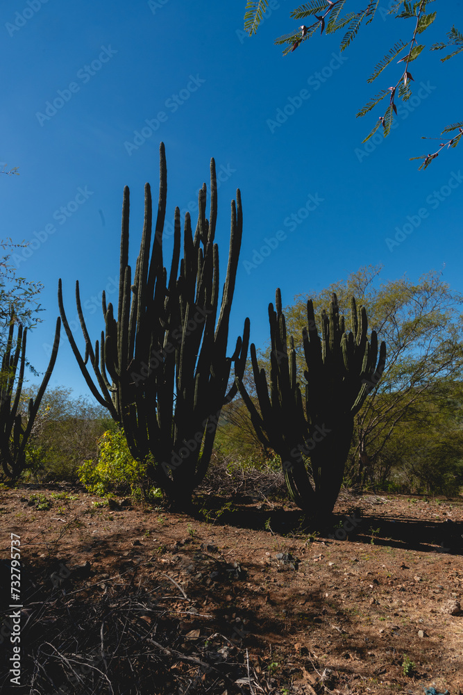 Cactus Scene on a sunny day in San Antonio Mexican town. La Paz, Baja California Sur, Mexico