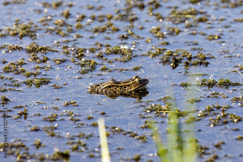 Leopard frog (Lithobates pipiens) on the marsh