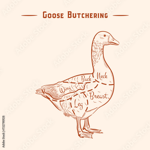 Meat cuts. Diagrams for butcher shop. Scheme of goose. Animal silhouette goose. Vector illustration. photo