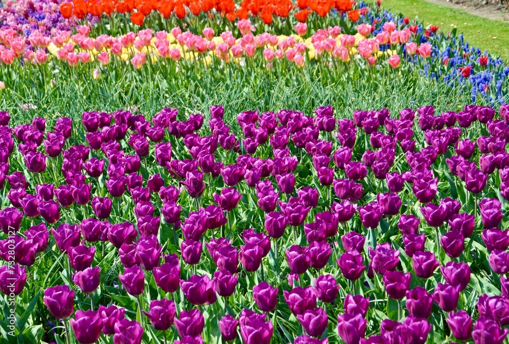 field of tulips at Keukenhof, Netherlands