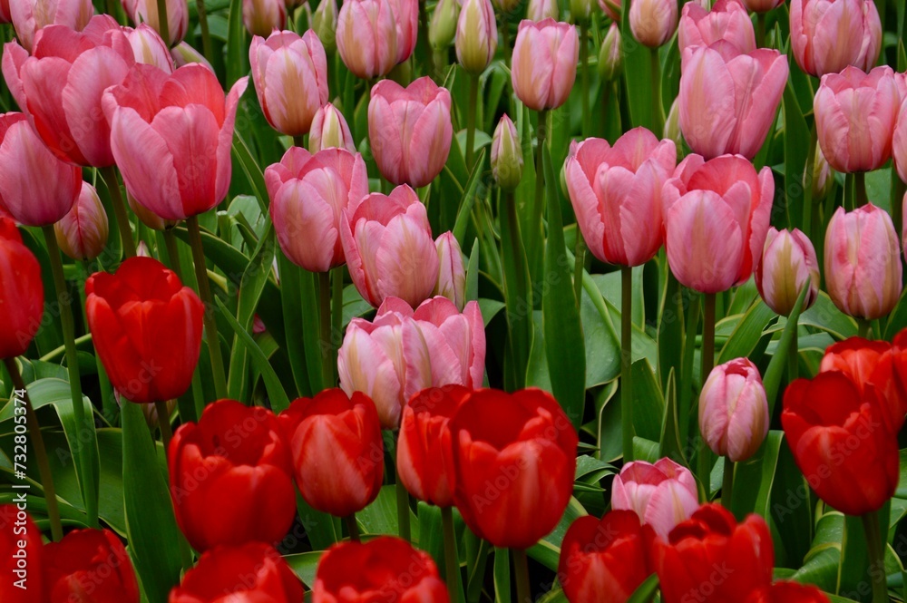 field of pink tulips at Keukenhof, Netherlands field of pink tulips at Keukenhof, Netherlands