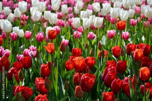 field of tulips at Keukenhof  Netherlands