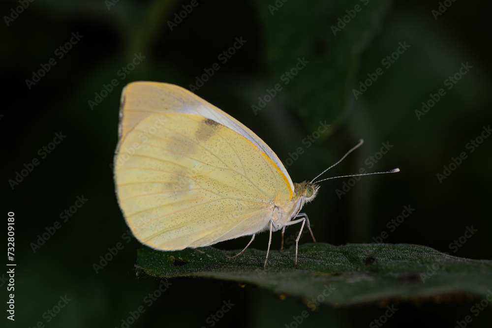 Small White on green leaf. Pieris rapae Black background. Small White on green leaf. Pieris rapae Black background.