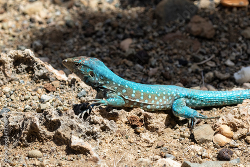 Aruba Whiptail Lizard (Cnemidophorus arubensis), standing on rocks and sand. Vibrant blue scales for mating season. 
