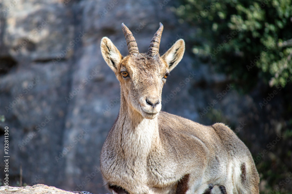Goats in Torcal de Antequerra National Park, limestone rock formations and known for unusual karst landforms in Andalusia, Malaga, Spain. Goats in Torcal de Antequerra National Park, limestone rock formations and known for unusual karst landforms in Andalusia, Malaga, Spain.