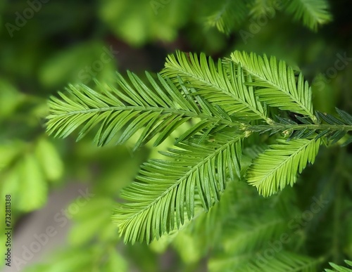 metasequoia glyptostroboides  dawn redwood  fern up close