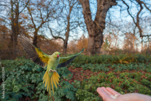 A green parakeet with yellowtipped wings and a red beak is captured in midflight over a tranquil London park, with bare trees and lush groundcover in soft morning or late afternoon light. photo