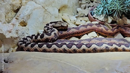 close up view of a desert horn pit viper crawling around
 photo