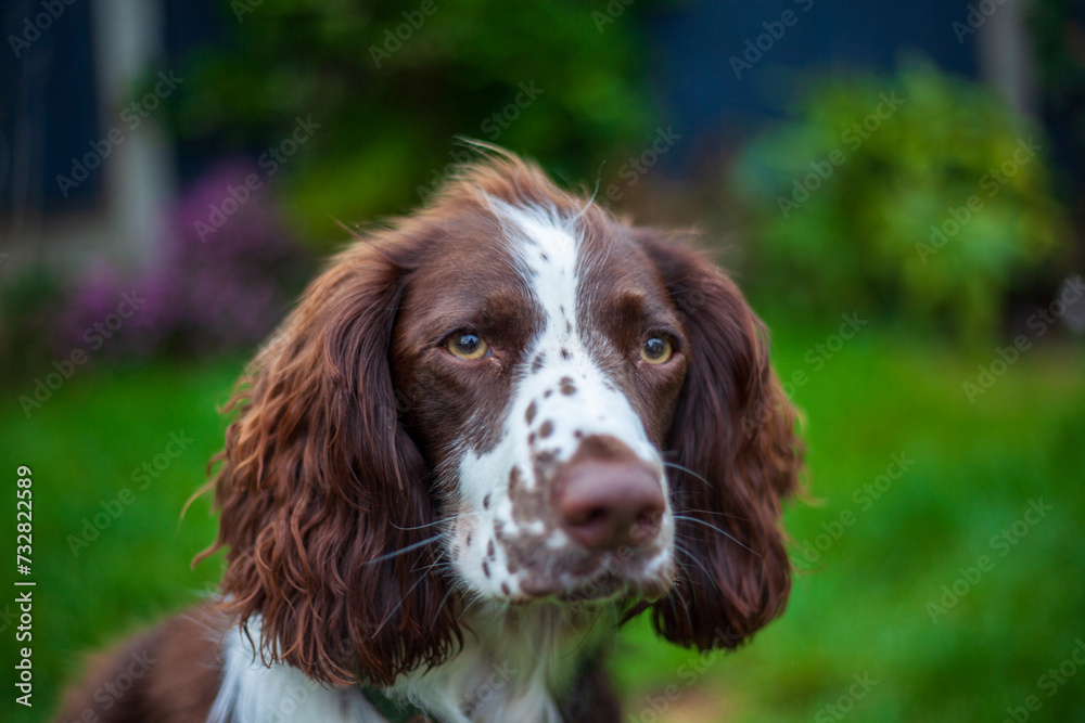 english springer spaniel