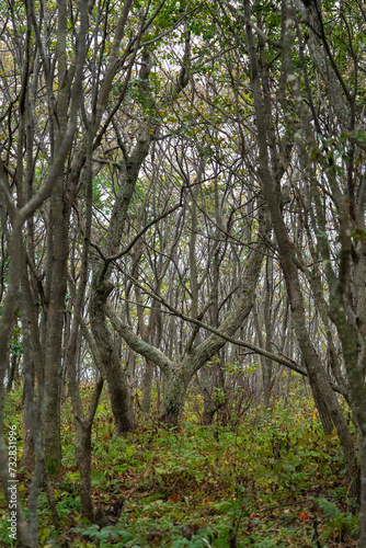 Far Eastern Marine Reserve. Vegetation of the reserve.