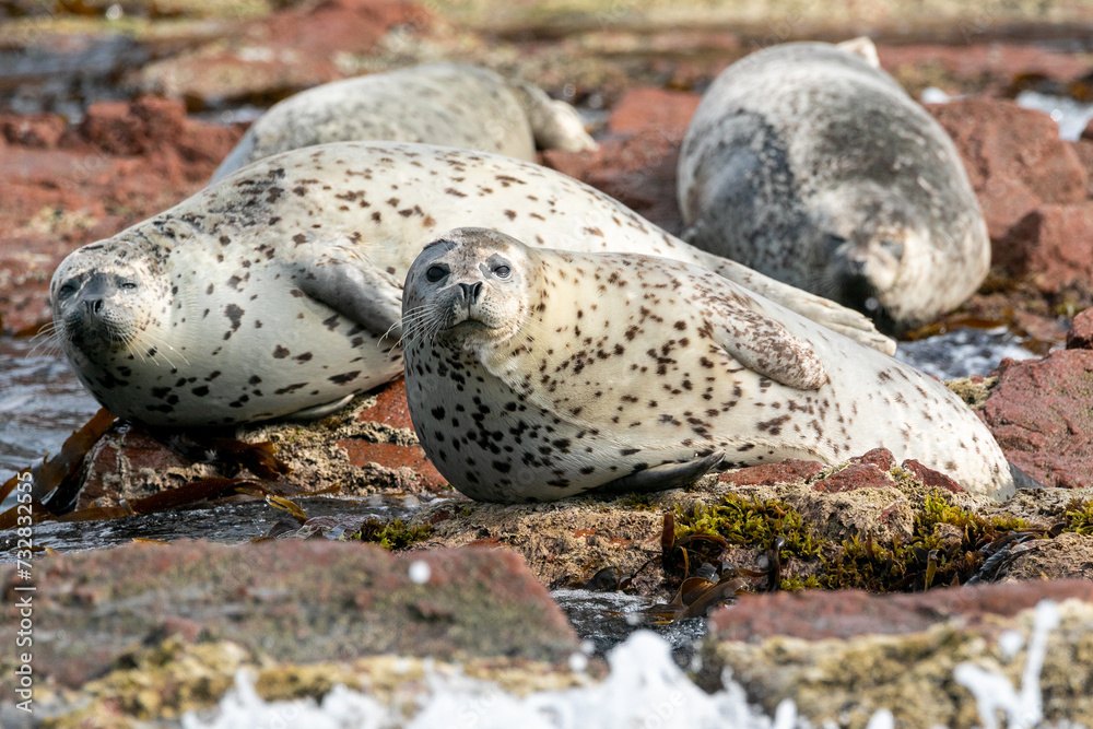 Far Eastern Marine Reserve. A motley seal lies on rocks in the sea. Far Eastern sealed seal at sea. Far Eastern Marine Reserve. A motley seal lies on rocks in the sea. Far Eastern sealed seal at sea.