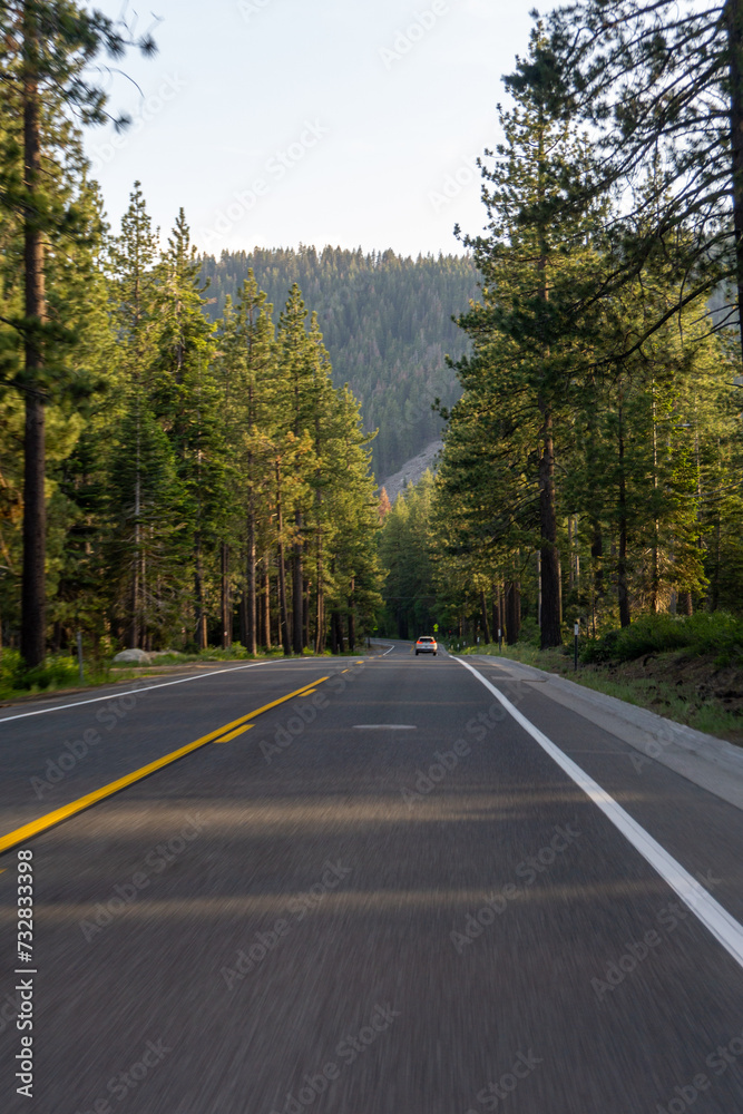 Obraz premium road in the forest very green