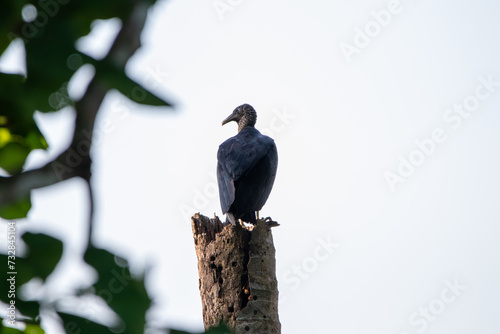 A Black Vulture in Costa Rica photo