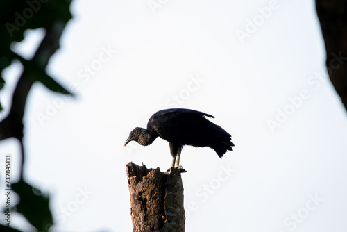 A Black Vulture in Costa Rica photo