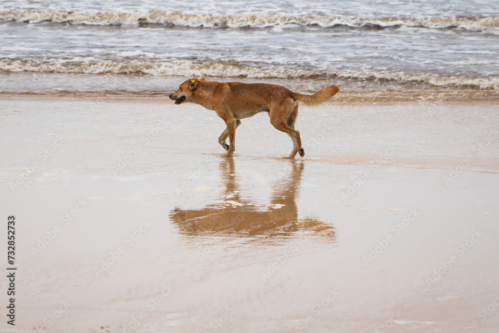 Dingo on the beach