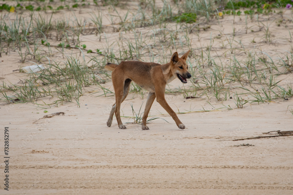 Dingo on the beach