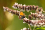 Schmetterling Kleines Wiesenvögelchen (Coenonympha pamphilus) 
