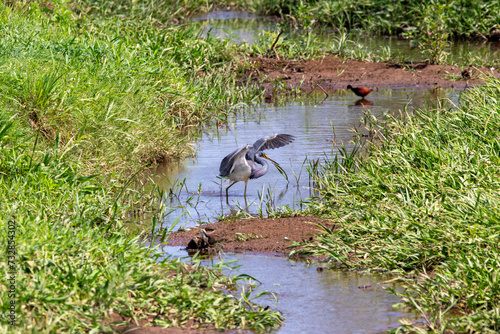 A Tricolored Heron in Costa Rica photo