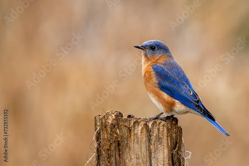 Bluebird Perched on a Tree Stump
