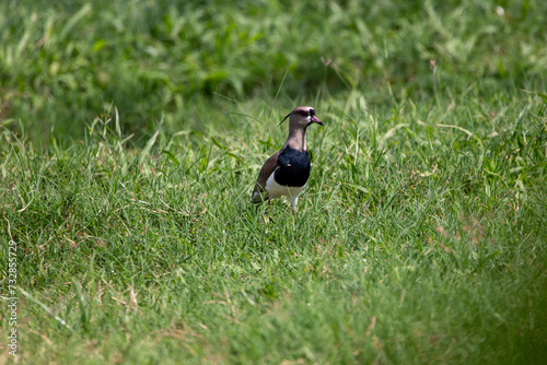 A Southern Lapwing in Costa Rica © Matt