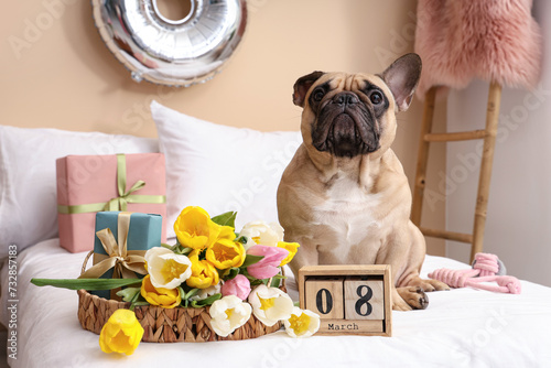 Cute French bulldog with gi...