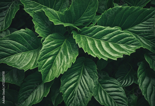 Detailed designs of deep green foliage