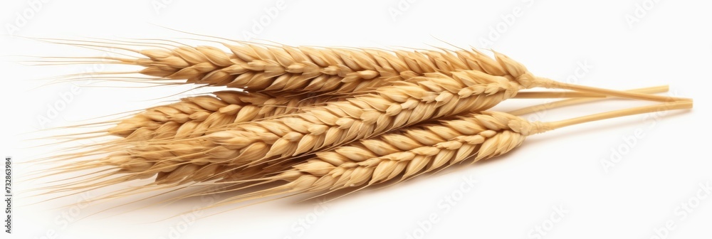 Wheat ear food white background agriculture Wheat ear food white background agriculture