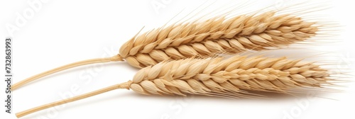 Wheat ear food white background agriculture