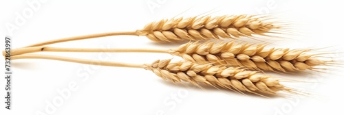 Wheat ear food white background agriculture