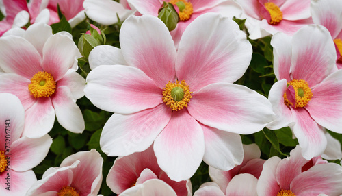 Flowers in shades of pink and white