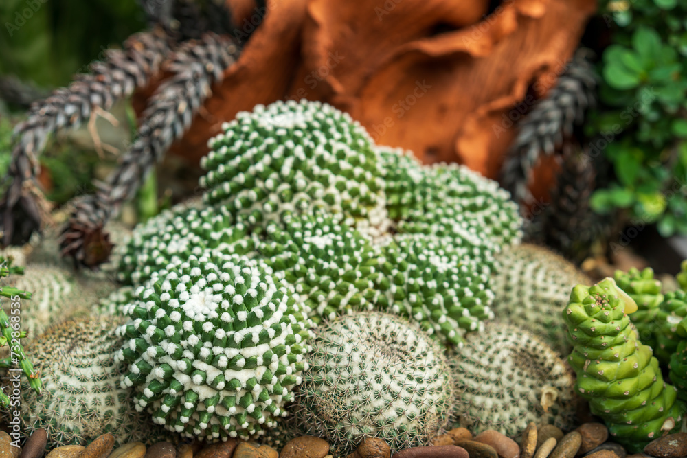 Group of small round cacti plant to many in natural garden and various cactus trees farm and sharp thorns for desert tree gardening and fresh green nature background Group of small round cacti plant to many in natural garden and various cactus trees farm and sharp thorns for desert tree gardening and fresh green nature background