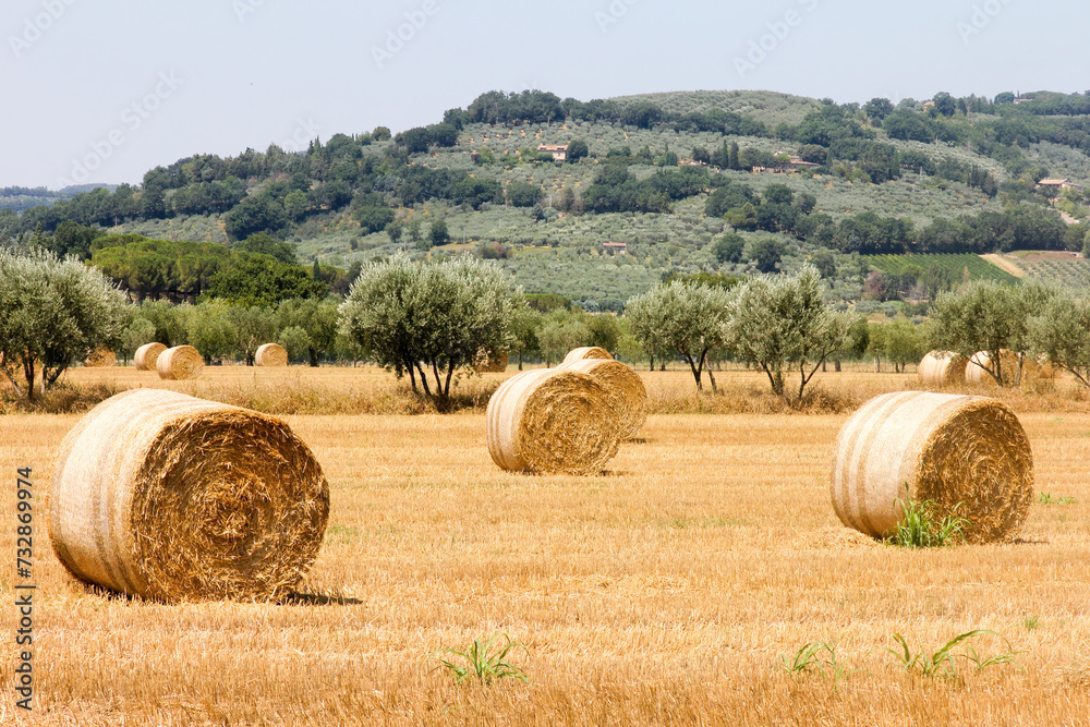 Hay rolls in a field, Assisi, Umbria, Italy