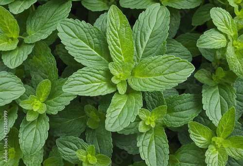 Fresh mint leaves isolated on clear background