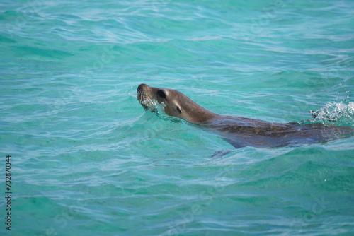 An australian sea lion in the ocean photo