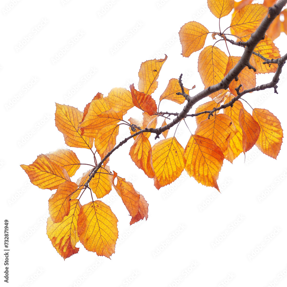 autumn leaves tree branches PNG transparent background autumn leaves tree branches PNG transparent background