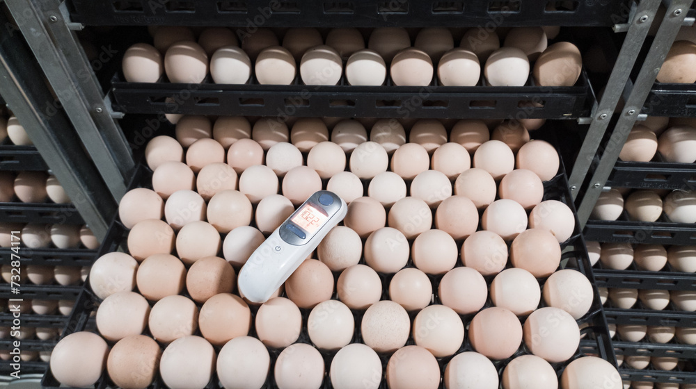 Infrared thermometers are used by quality control to measure the temperature of egg shells in egg incubation machines, egg shell measurement concept in hatchery. Infrared thermometers are used by quality control to measure the temperature of egg shells in egg incubation machines, egg shell measurement concept in hatchery.